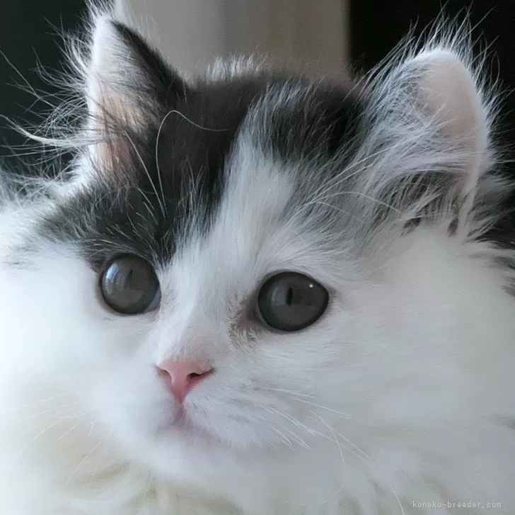 ID:2501-02551の子猫