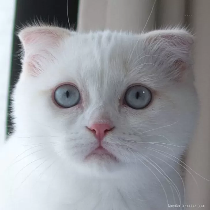 ID:2506-00777の子猫