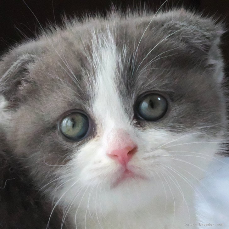 H.Y 様のお迎えした子猫
