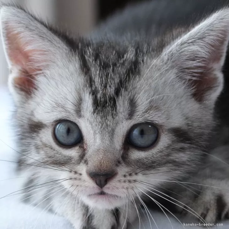 ID：2509-01135の子猫