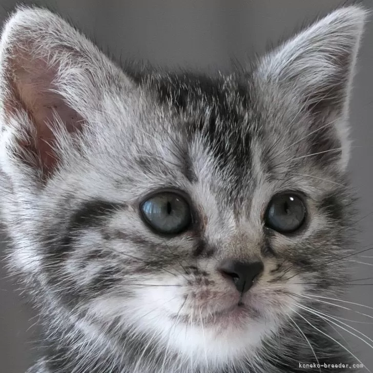 aki 様のお迎えした子猫