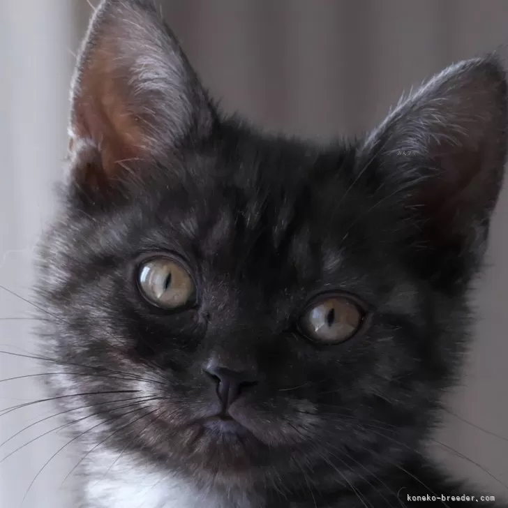 ID:2502-01054の子猫