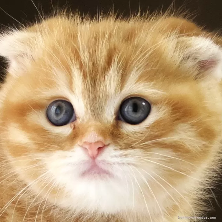ID：2412-01327の子猫