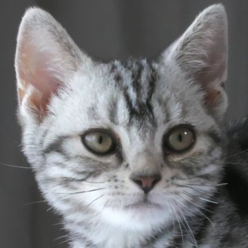 アメリカンショートヘア【長野県・男の子・2025年3月3日・シルバークラシックタビー】の写真「小柄で可愛い、元気な男の子♪」