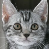 アメリカンショートヘア