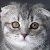 スコティッシュフォールド(折れ耳)