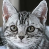 アメリカンショートヘア