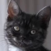 アメリカンショートヘア【長野県・女の子・2025年1月4日・ブラックスモークタビー】の写真1