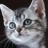 アメリカンショートヘア【長野県・男の子・2025年3月3日・シルバークラッシックタビー】の写真3