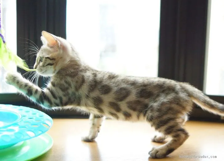 ID：1908-00716の子猫