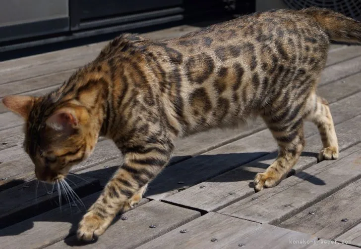 ID：1809-01224の子猫