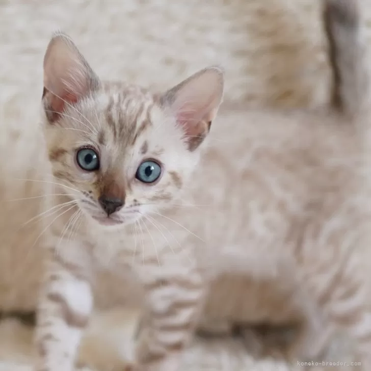 ID：2403-00772の子猫