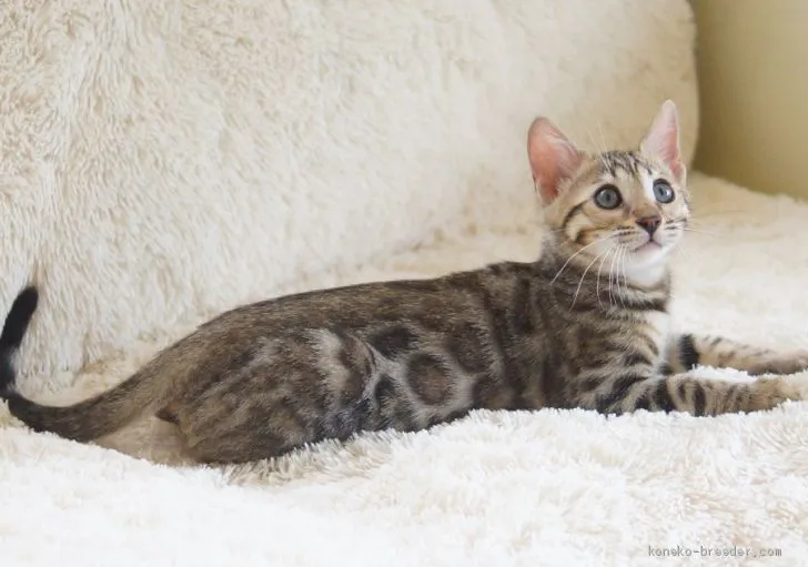 ID：2005-02005の子猫