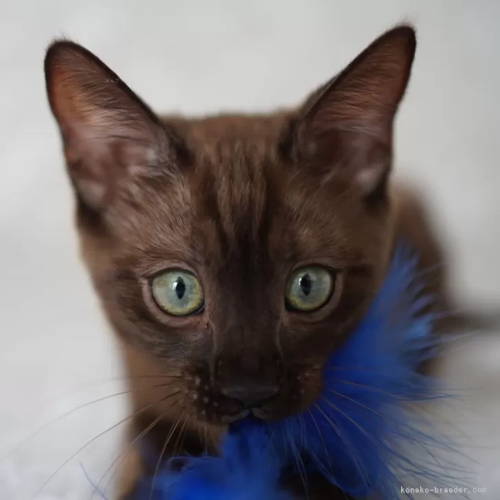 もんもん 様のお迎えした子猫