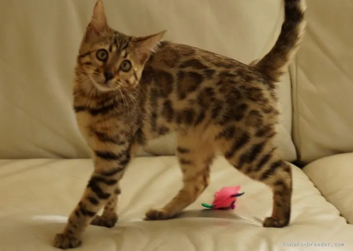 ID：1702-00449の子猫