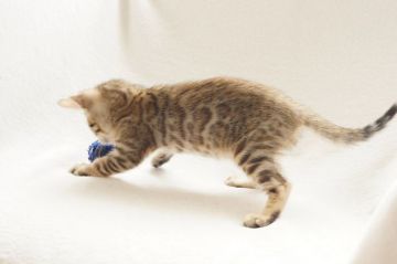 ベンガル【埼玉県・男の子・2018年7月27日・ブラウンスポテッドタビー】の写真「💜ゴージャスロゼット💜」