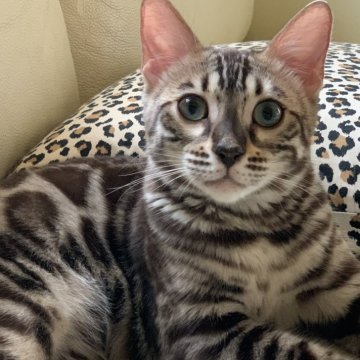 ベンガル【埼玉県・男の子・2024年2月16日・シールセピア(ロゼット)スノーベンガル】の写真「💙 ワイルドカラー💙レアなスノーベンガル」
