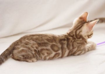 ベンガル【埼玉県・男の子・2019年3月18日・シールセピアスポテッドタビー】の写真「💙💙 激レアスノー💙💙 💙 シールセピア 💙」