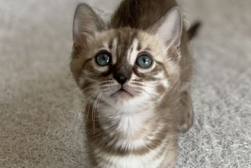 ベンガル【埼玉県・女の子・2022年1月28日・ミンクチャコール(ロゼット)】の写真「アクアの瞳💙ゴージャス」