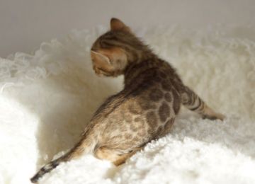 ベンガル【埼玉県・男の子・2019年9月12日・ブラウンスポテッドタビー】の写真「💚ゴージャスロゼット💚」