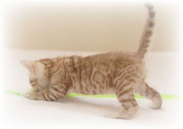 ベンガル【埼玉県・男の子・2019年3月18日・シールミンクスポテッドタビー】の写真「💗💗超希少スノーミンク💗💗特大ロゼットBOY💗💗」