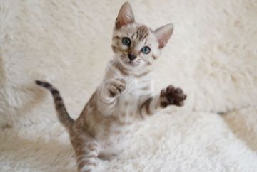 ベンガル【埼玉県・女の子・2022年1月18日・シールミンクスポテッドタビー(ロゼット)】の写真「ゴージャスロゼット 💙 スノーベンガル」