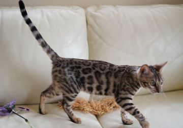 ベンガル【埼玉県・女の子・2020年8月17日・ブラウンスポテッドタビー(ロゼット)】の写真「💖綺麗になってきました💖」