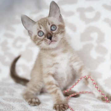 ベンガル【埼玉県・男の子・2024年5月27日・シールミンクスポテッドタビー(ロゼット)】の写真「元気いっぱい！すっ飛び坊ちゃん」