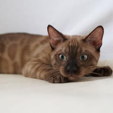 ベンガル【埼玉県・男の子・2022年3月27日・ソリッドミンク・スノーベンガル(ロゼット)】の写真「ゴージャスロゼット💚アクアの瞳」