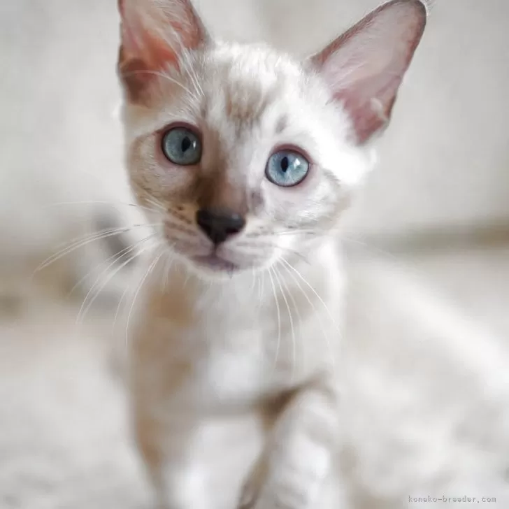 ID：2505-03065の子猫