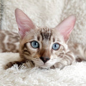 ベンガル【埼玉県・男の子・2025年1月22日・シールミンク(特大ロゼット)スノーベンガル】の写真「特大ロゼット❤プレミアムクラス」