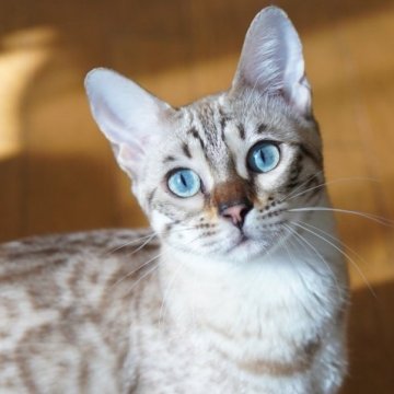 ベンガル【埼玉県・女の子・2024年5月27日・シールミンク(ロゼット)スノーベンガル】の写真「可愛いお顔🩵ジャガーロゼット」