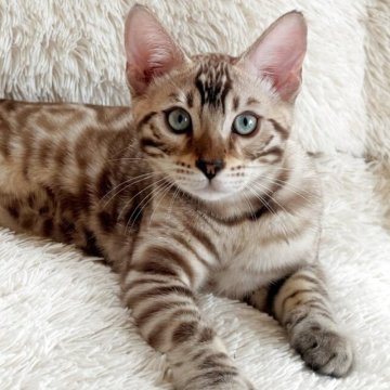 ベンガル【埼玉県・男の子・2025年1月22日・シールミンク(ロゼット)スノーベンガル】の写真「💙ゴージャスロゼット💙」