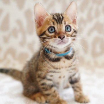 ベンガル【埼玉県・男の子・2025年8月30日・ブラウンスポテッドタビー(ロゼット)】の写真「クリクリおメメのかわい子ちゃん」