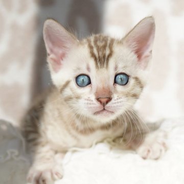 ベンガル【埼玉県・男の子・2024年11月3日・シールミンク(ロゼット)スノーベンガル】の写真「綺麗なロゼット💙アクアの瞳」