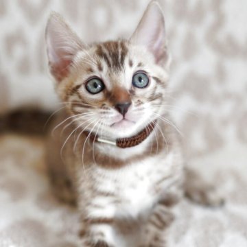 ベンガル【埼玉県・男の子・2025年8月23日・シールミンク(ロゼット)スノーベンガル】の写真「ロゼットびっしり💙美猫」