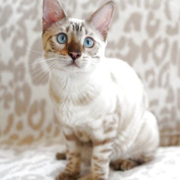 ベンガル【埼玉県・男の子・2025年3月11日・シールリンクス(ロゼット)スノーベンガル】の写真「ゴージャスロゼット💙青い瞳のスノーベンガル」