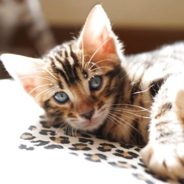 ベンガル【埼玉県・男の子・2025年8月30日・ブラウンスポテッドタビー(ロゼット)】の写真「お顔キリっと💚イケメンくん」