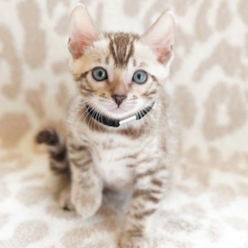 ベンガル【埼玉県・男の子・2025年8月23日・シールミンク(ロゼット)スノーベンガル】の写真「可愛いお顔💙アクアの瞳」