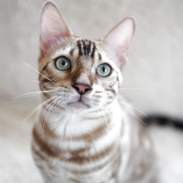 ベンガル【埼玉県・男の子・2024年11月3日・シールミンク(ロゼット)スノーベンガル】の写真「お膝占領💙甘ったれくん」