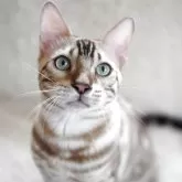 ベンガル【埼玉県・男の子・2024年11月3日・シールミンク(ロゼット)スノーベンガル】の写真1