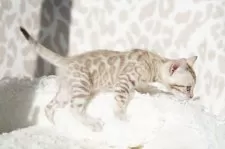 ベンガル【埼玉県・男の子・2024年11月3日・シールミンク(ロゼット)スノーベンガル】の写真6