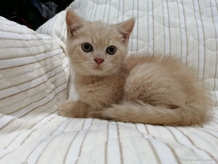 ID：2109-01844の子猫