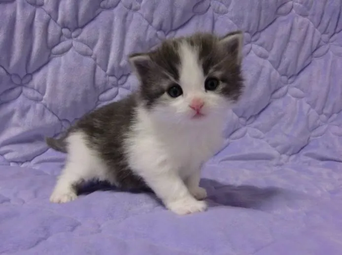 もみもみ 様のお迎えした子猫