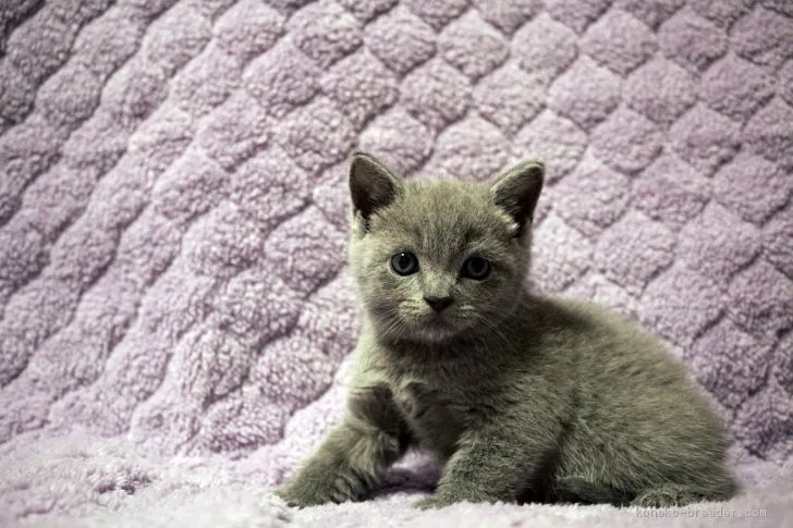 ID：2009-00626の子猫