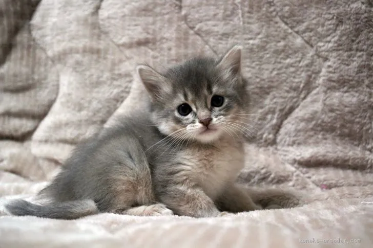 ID:2010-02024の子猫