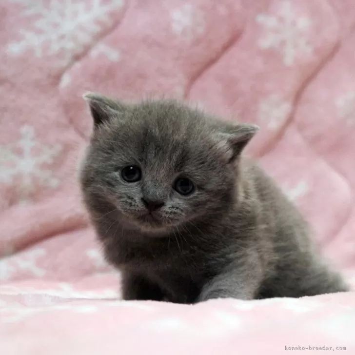 ID：2404-01392の子猫