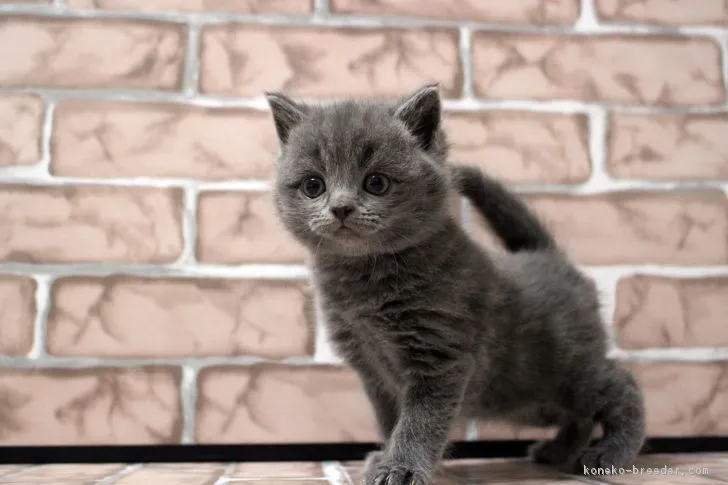 ID：1901-00412の子猫