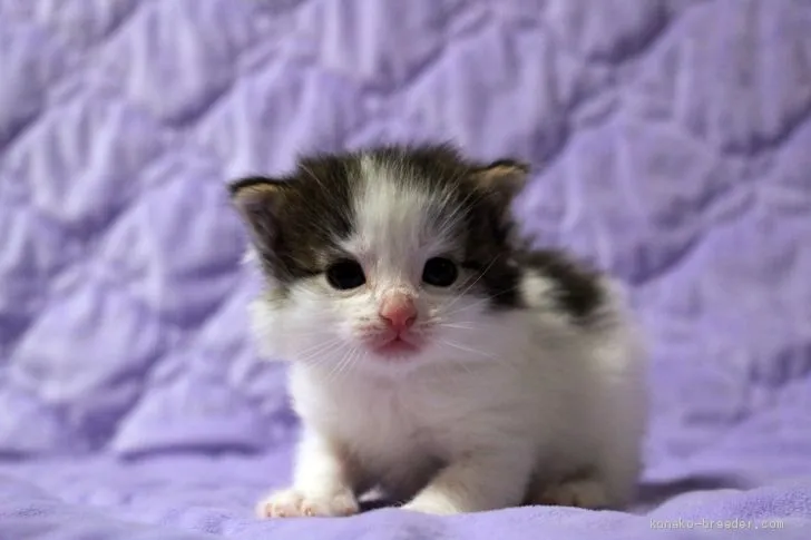 ID：2003-00865の子猫