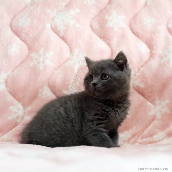 ID：2405-01943の子猫